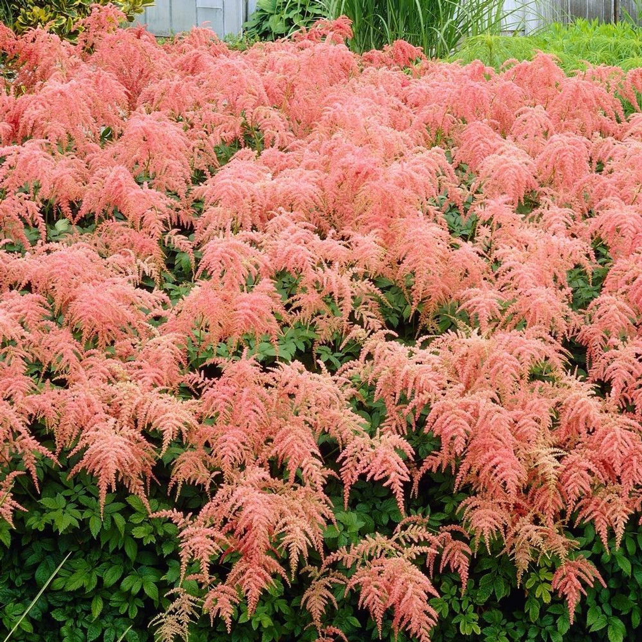 Straussenfeder Astilbe